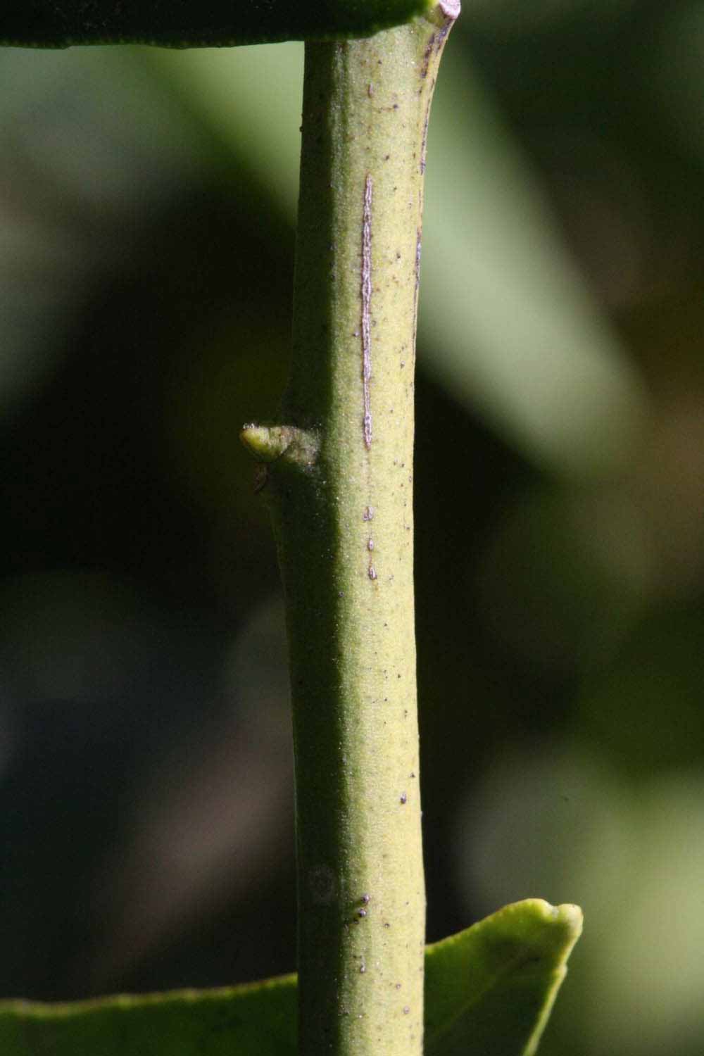              First year twig (Riverside, CA)       